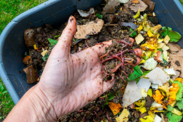 Vermicompost